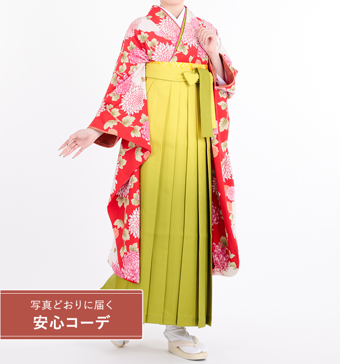 卒業式レンタル　振袖Mサイズ＋袴セット　ブランド：きもの道楽　菊尽くし　赤